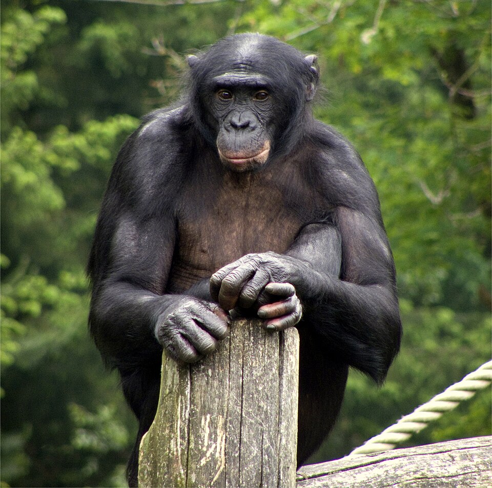 Portrait of an adult bonobo (Pan paniscus) at Apenheul Primate Park, showing the species' darker face, fuller lips, and slighter build relative to chimpanzees.