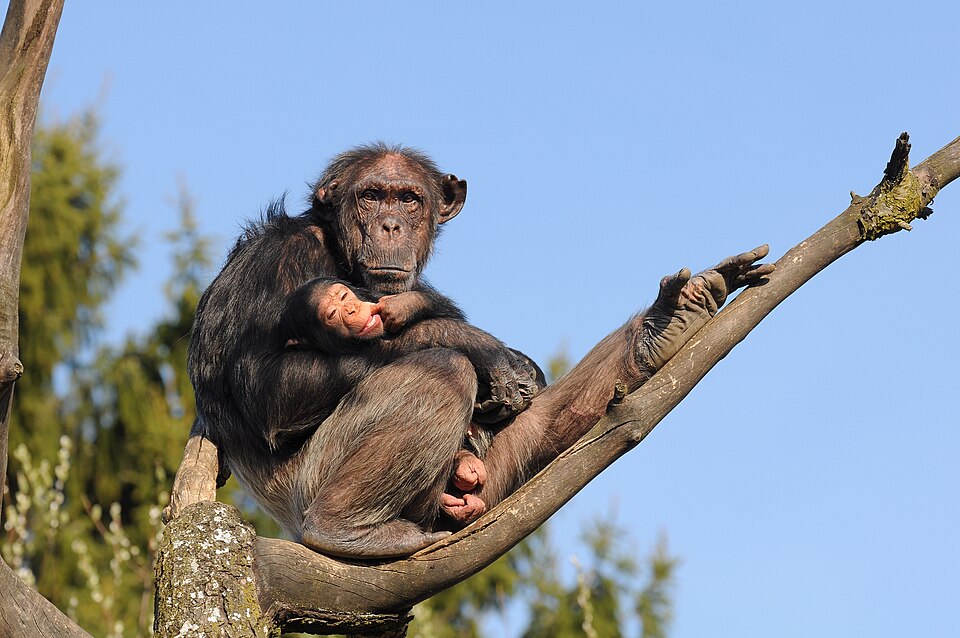 Portrait of an adult common chimpanzee (Pan troglodytes), showing the species' protruding muzzle and prominent brow ridge.